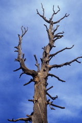 USA90 Utah Tree